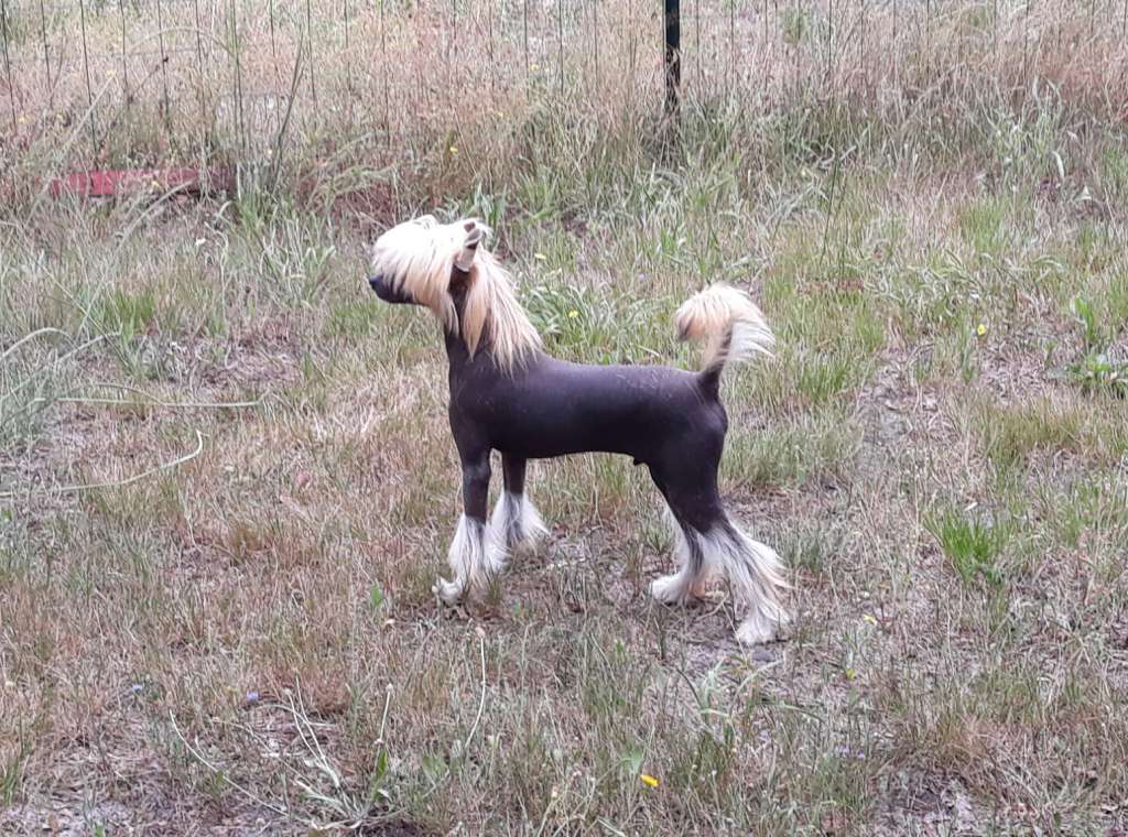 Little Dog Of Dream Nato