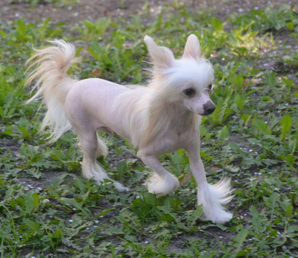 Magic of Success Gold Pearl