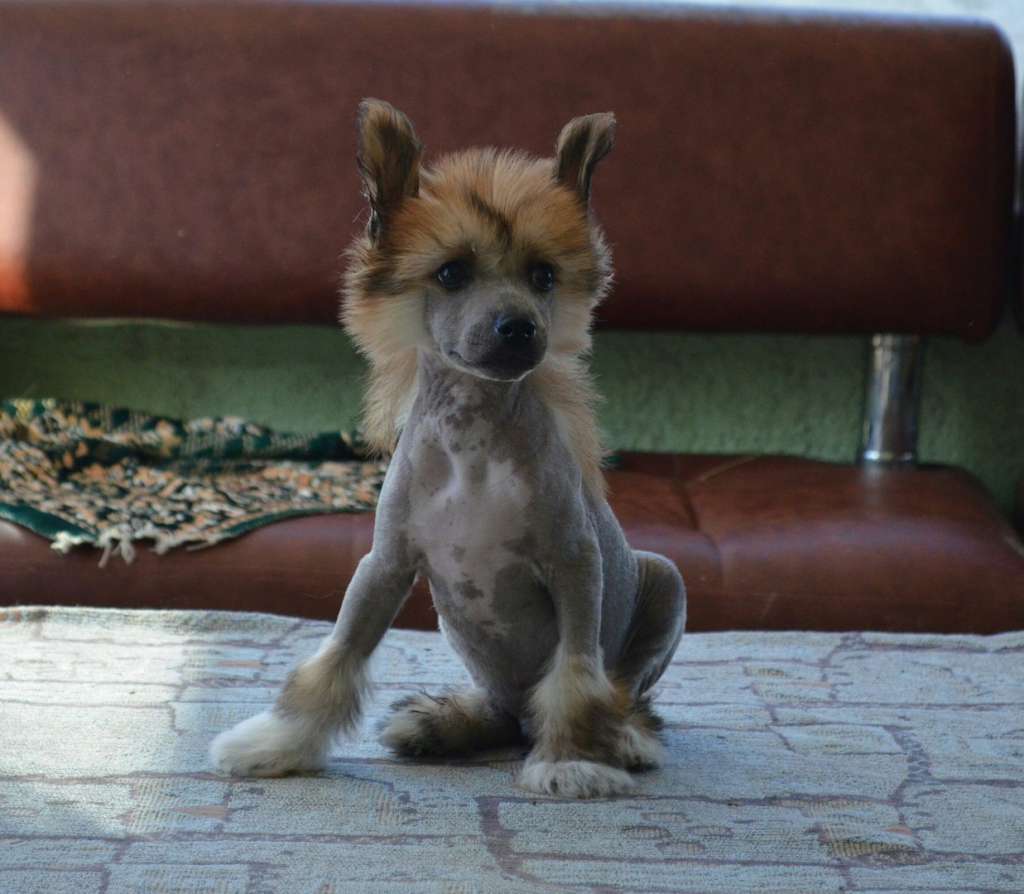 Ognenny Lotos Amon Ra