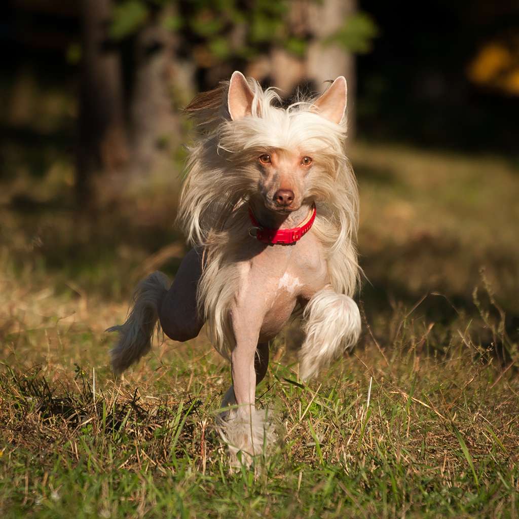 Vais Ken Miracolo Dell'anima