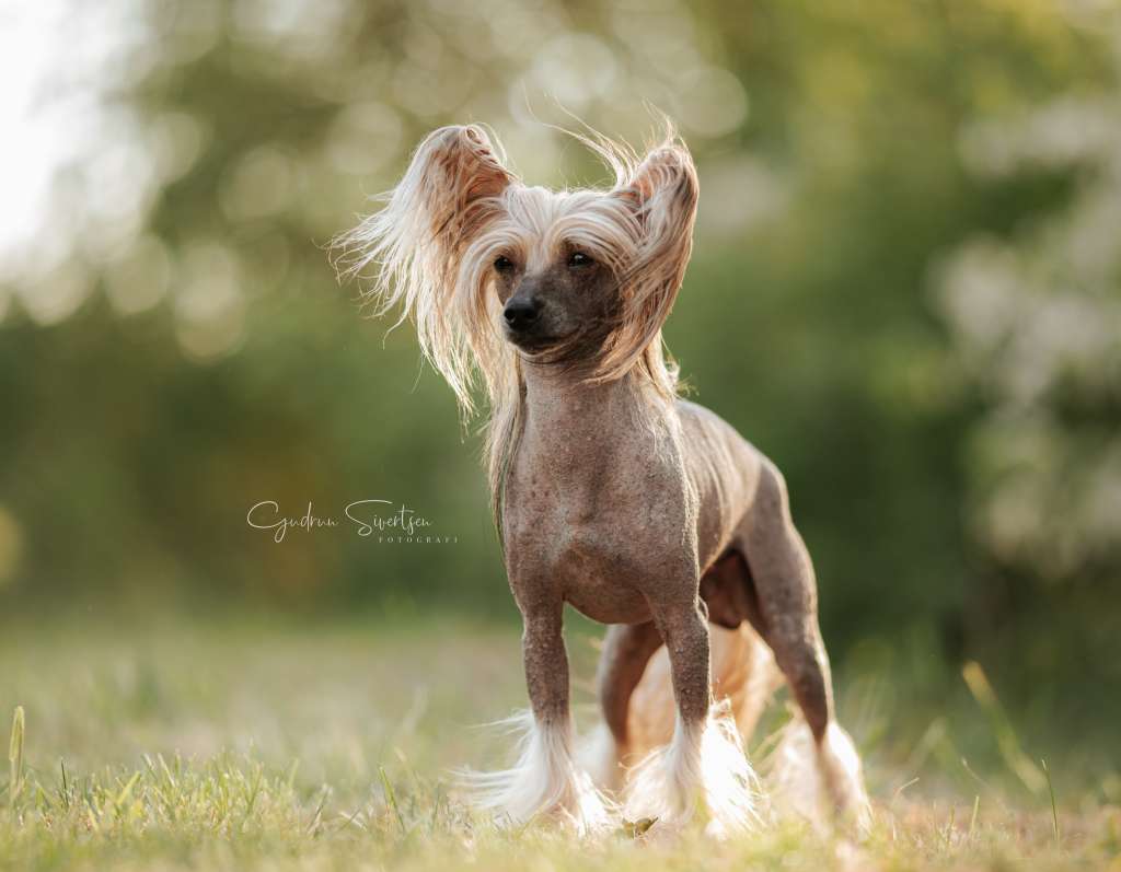 Crested Vixen's Tom Collins