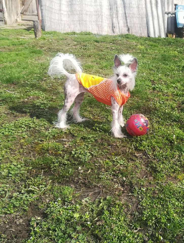 Adrinn Angel's of ma first love Artemis Arizona