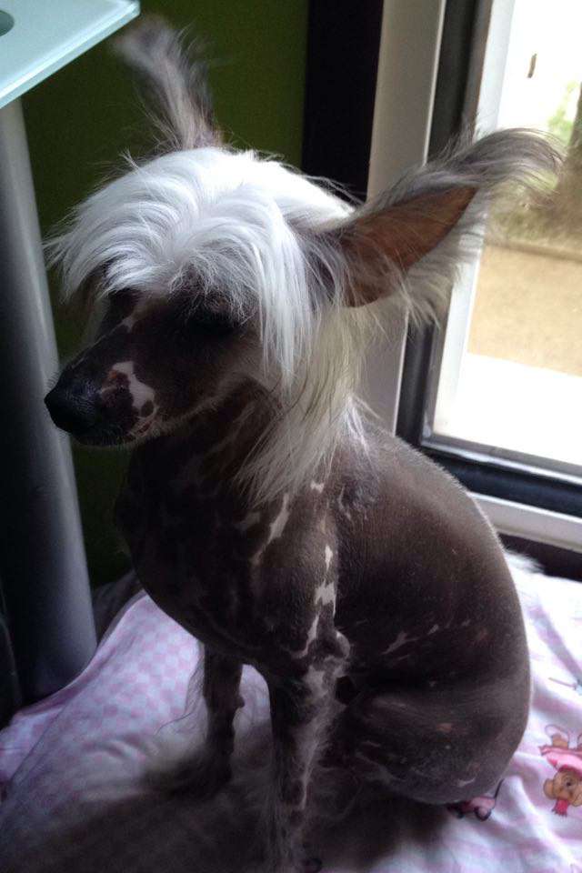 Adrinn Angel's of my first love Adonis Anthony