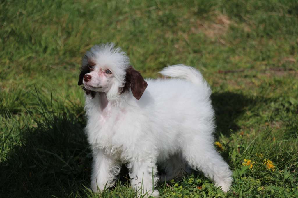 Opus Palmare Cappuccino Drop