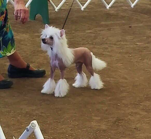 Ethereal's Spice It Up At Silkyence