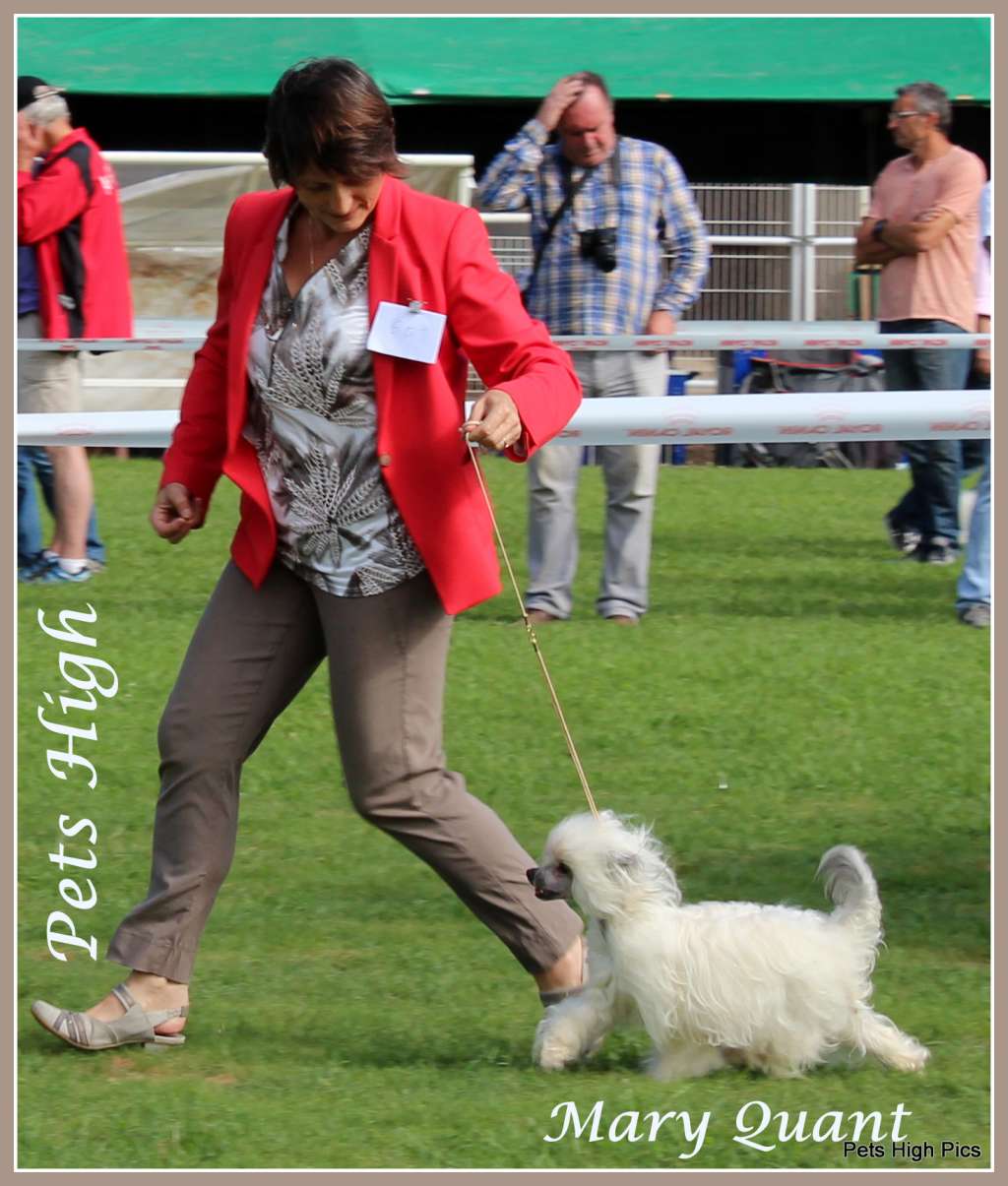 Pets High Mary Quant