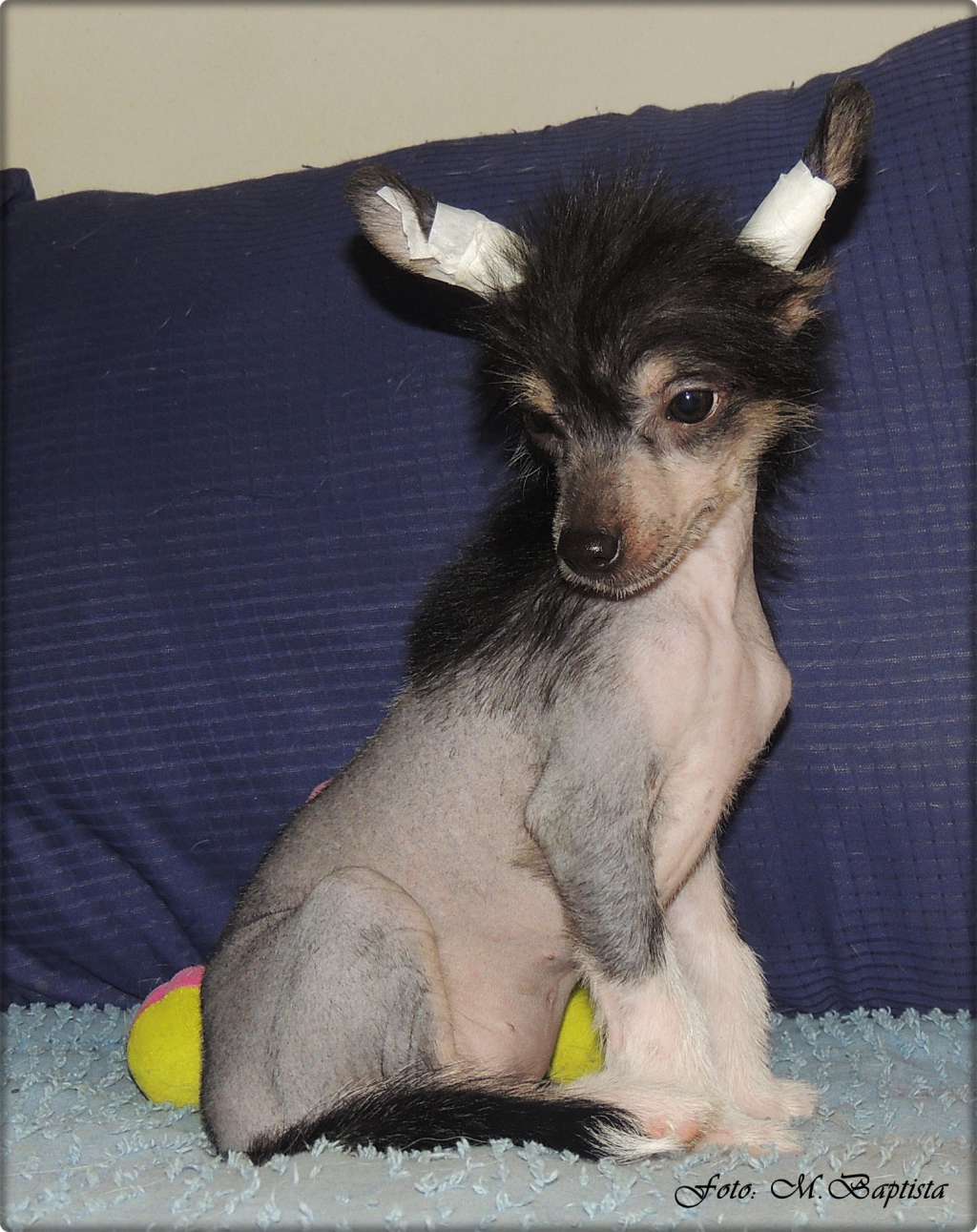 Jolie Hl Of Avalon Land