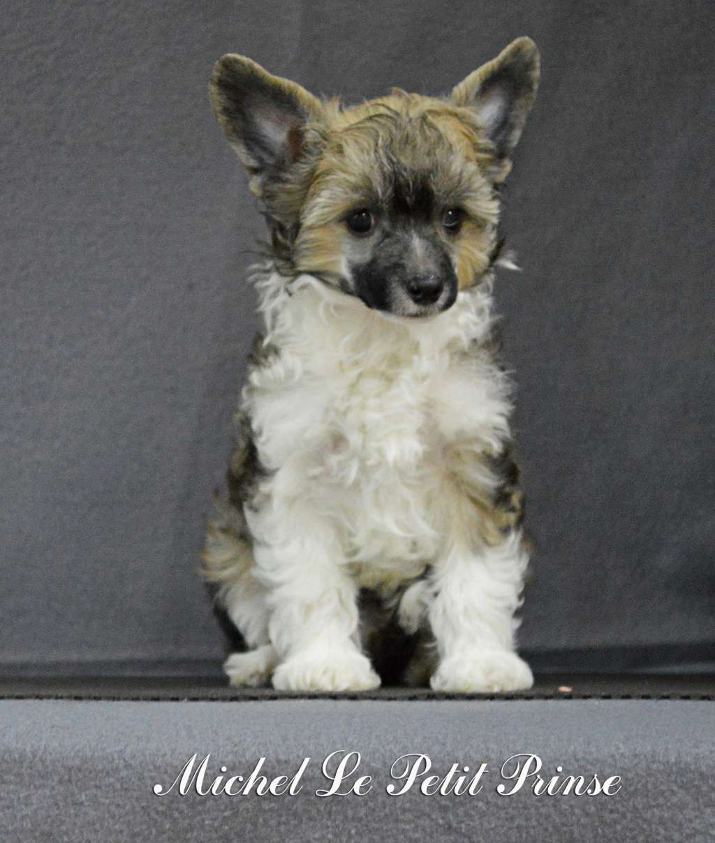 Michel Le Petit Prince