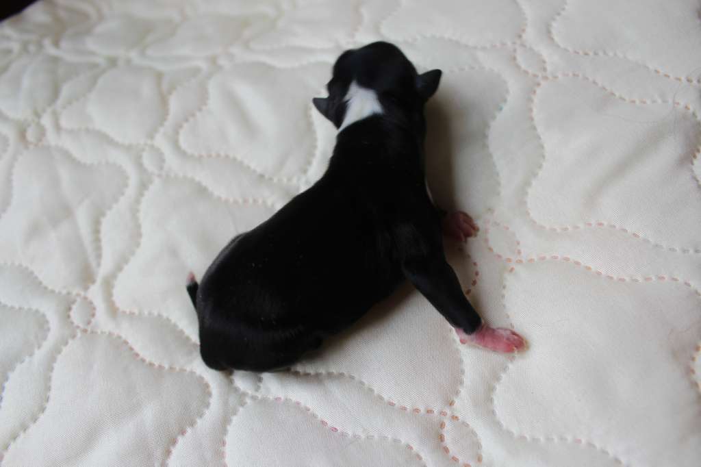 Charuyuschiy Soblazn Semper virens