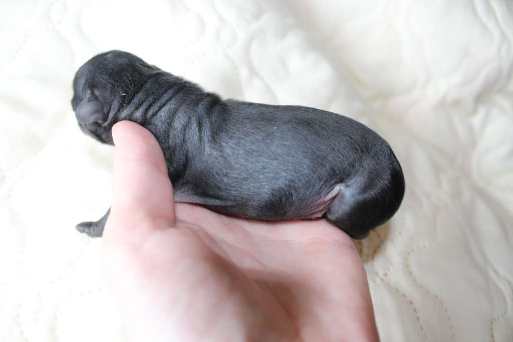 Charuyuschiy Soblazn S...