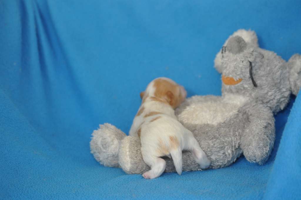 Uliana Du Pré des TRolls