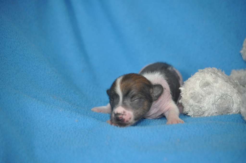 Ulma Du Pré des Trolls