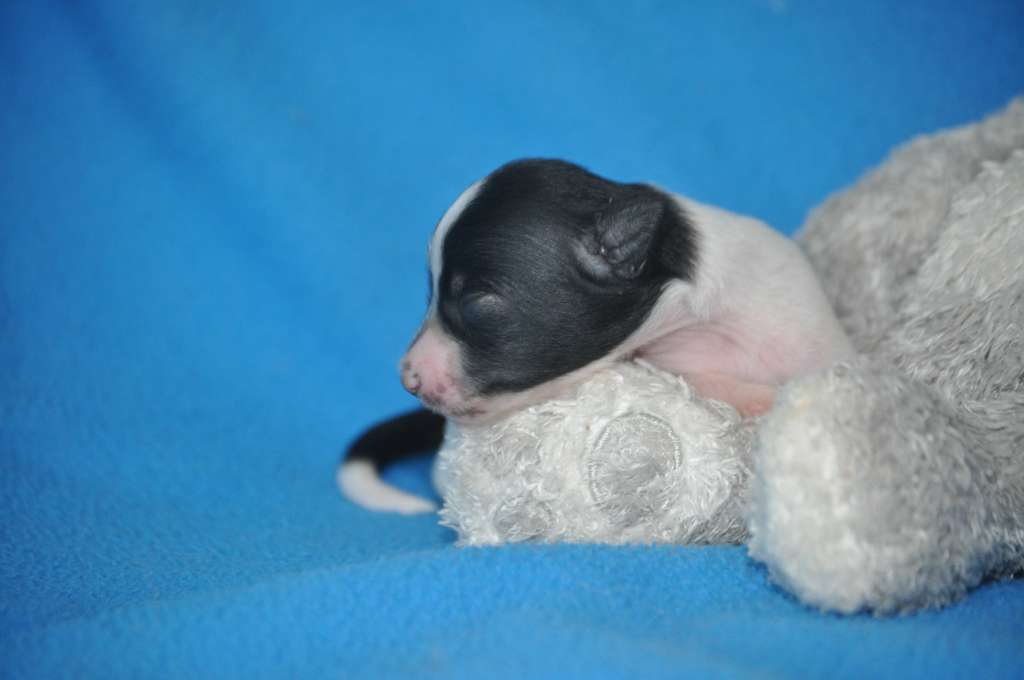 Ursula Du Pré des Trolls