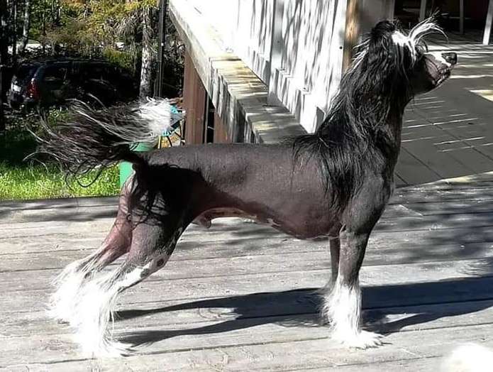 Lunacrest Gravenimage