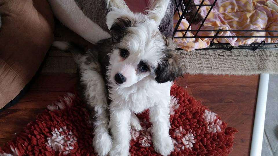 Nahkapartion Bebe Nefertiti