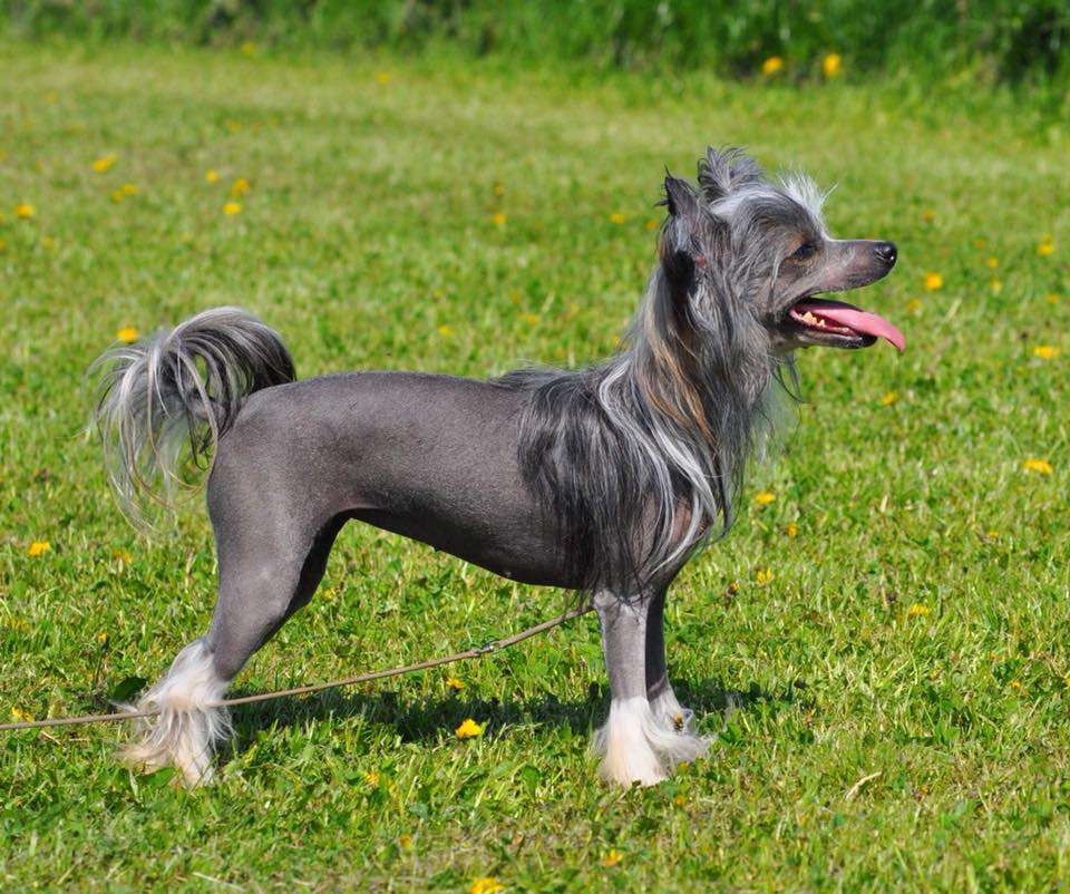 Baikal Dream Zara  Ovation Up