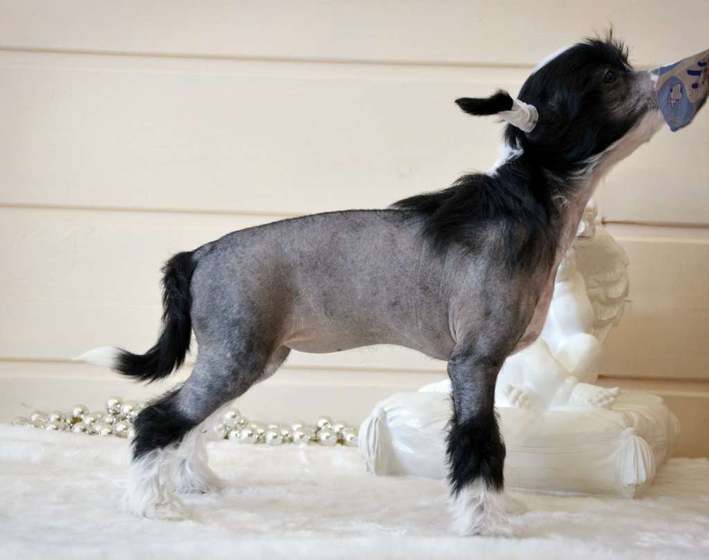 Baikal Dream Zefira Air Kiss