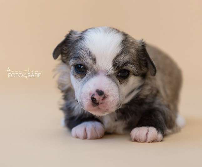 Little Rehma's  Jason