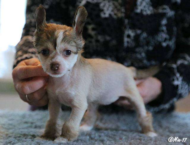 Windy Willow's Be My Valentine