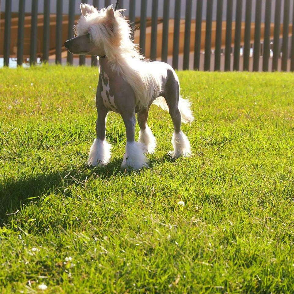 Yam Mey's DreamWorks