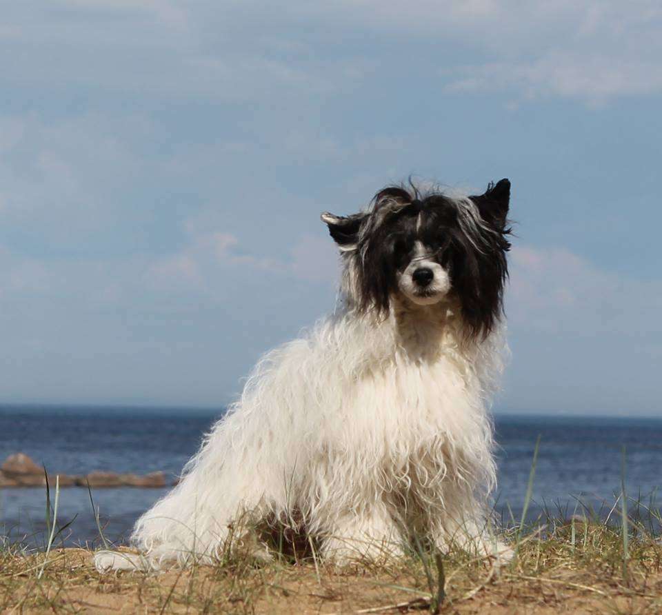 Grand Romantiq Vishnu