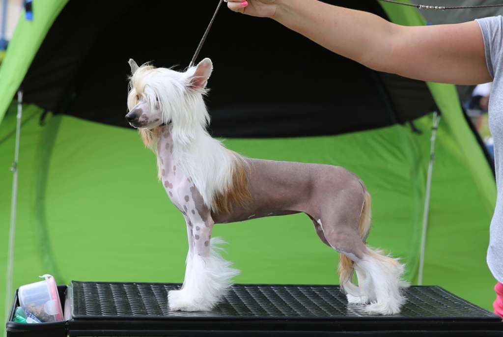 Incanto Del Mondo Fantasy Nugget