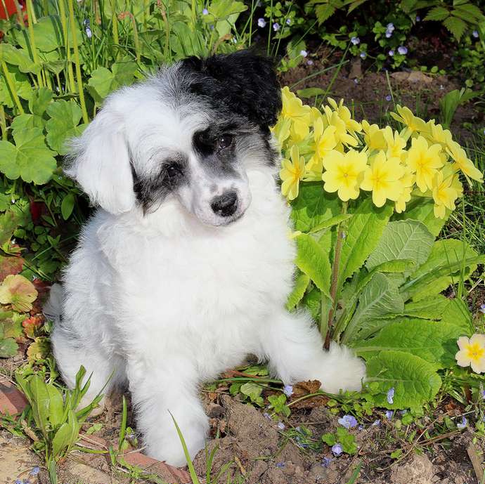 Angel O' Check Uzefina