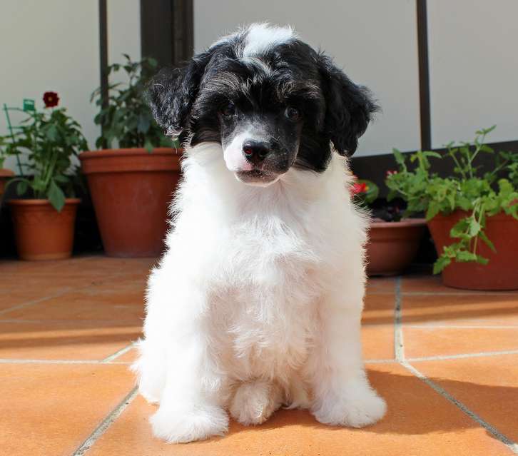 Angel O' Check Ubiley