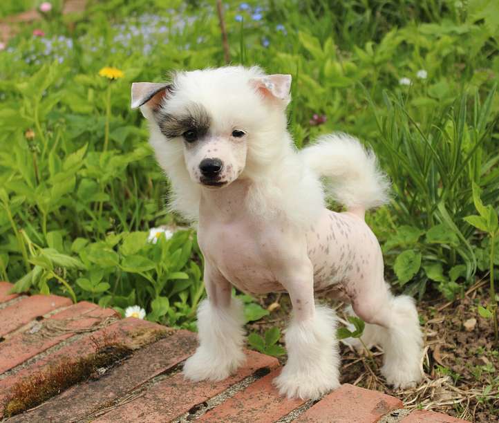 Angel O' Check Jurij Gagarin