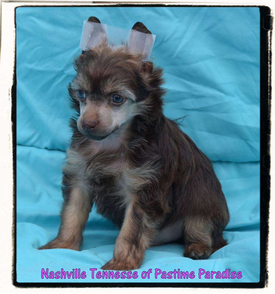 Nashville Tennesse Of Pastime Paradise