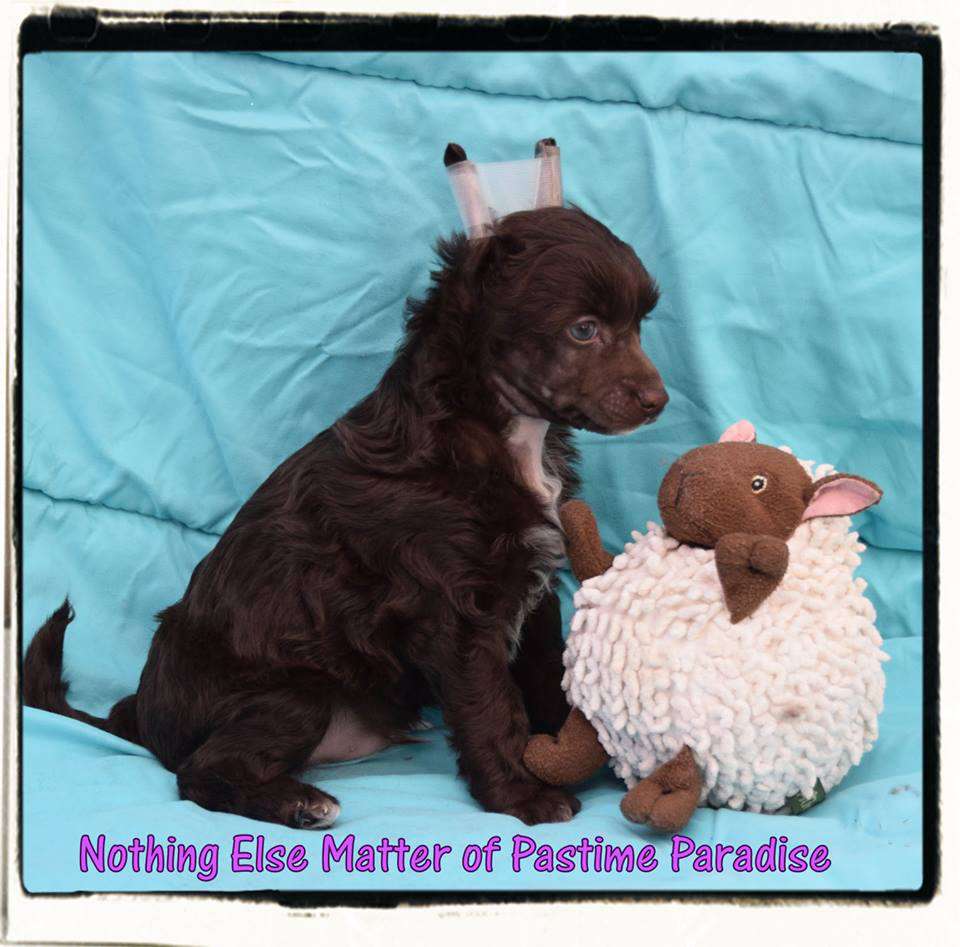 Nothing Else Matter Of Pastime Paradise