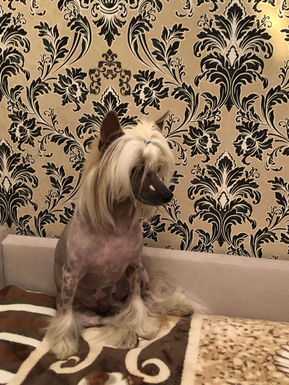 Sapfir iz Tsarskogo Sela Egregor