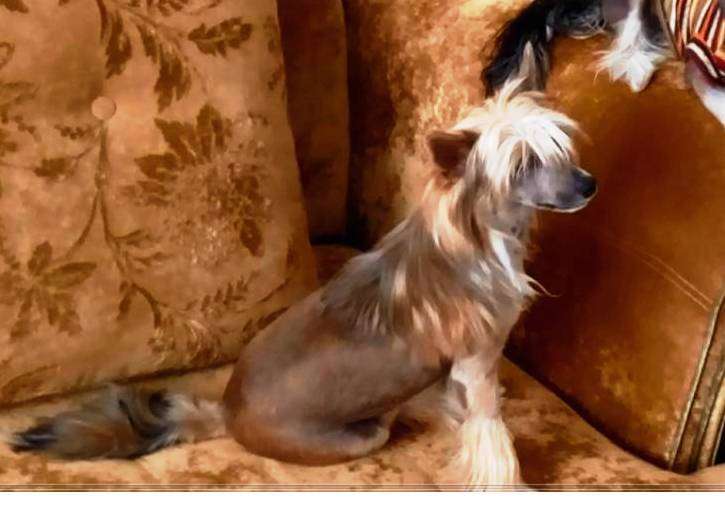 Sapfir iz Tsarskogo Sela Efendi