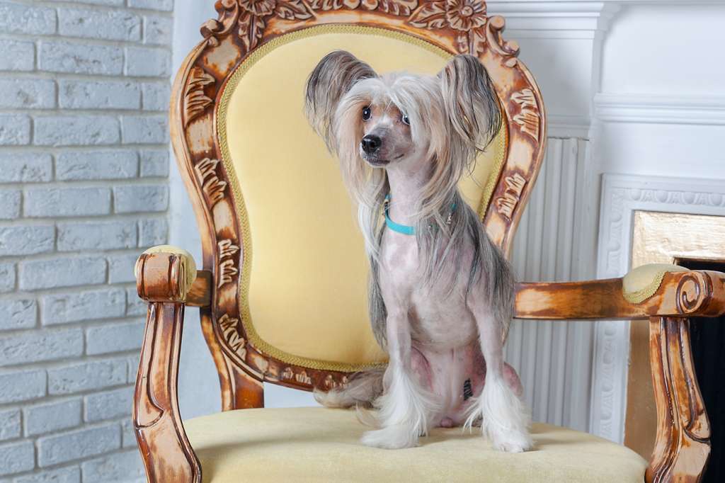 Sapfir iz Tsarskogo Sela Sharlotta Sharm