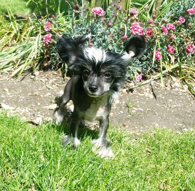 Scherzando Posh Roxy