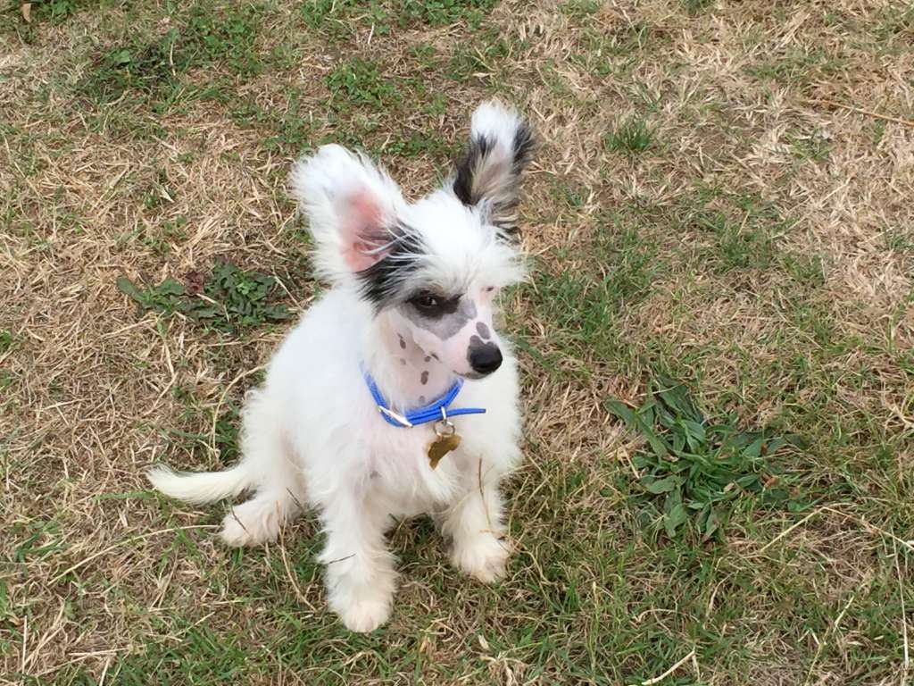 Scherzando Proud Roxy