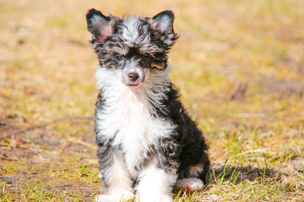 Luniks Stail Jade Dragon