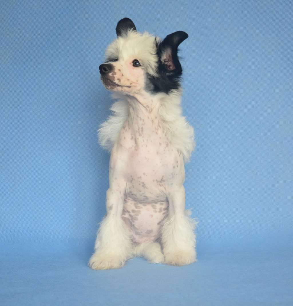 Cacharel Magnum Cor FCI