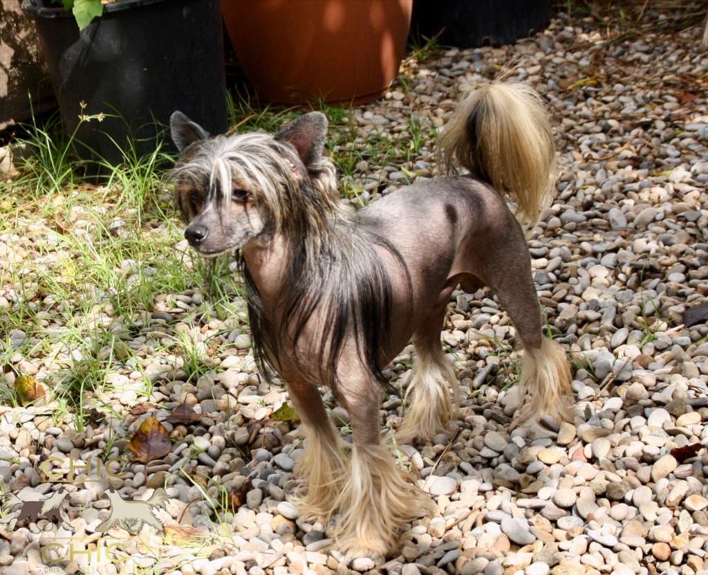 Chic To Chic Levis Strauss