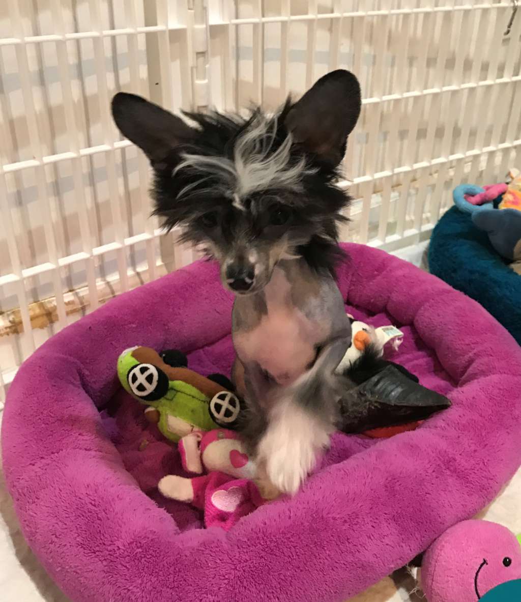 Cinondra's Walk Like A Man