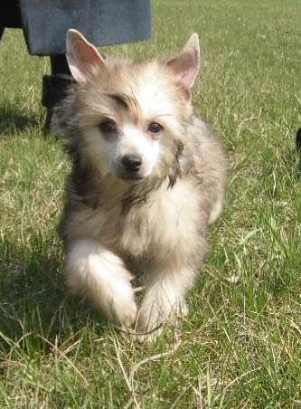 Caelestis Selectio Chantilly