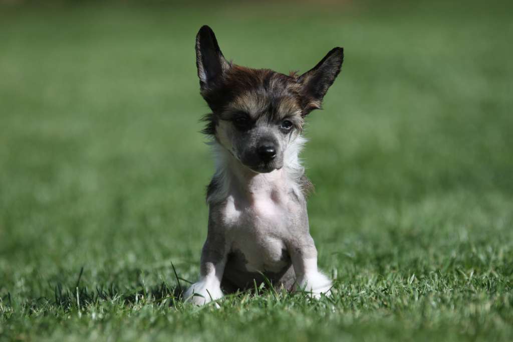 Vida Princes de la Roses