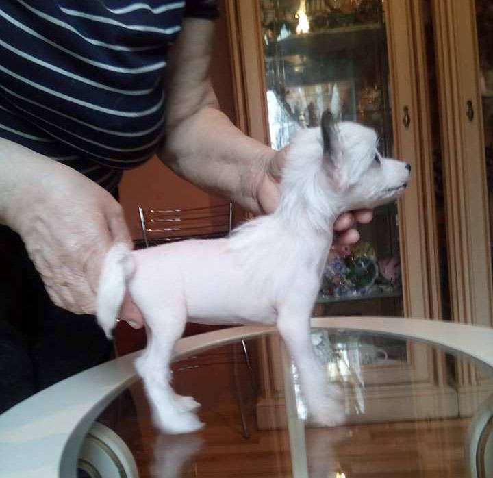 Vellar Pljus Feya Fandora