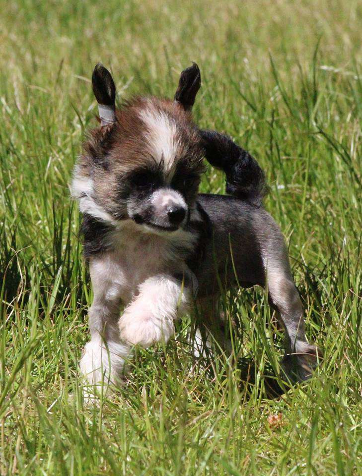 MILO z Gwiazd Kasjopei