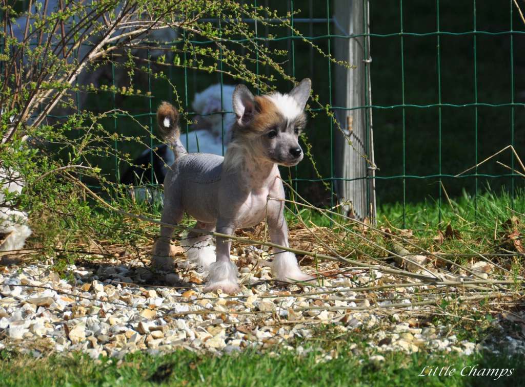 Number One Little Champs