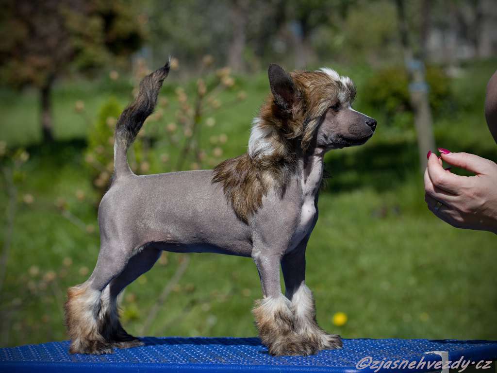 Olymionette z Jasne hvezdy