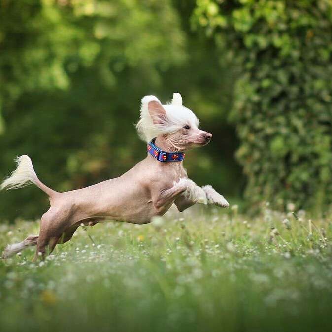 Forseti's Let It Ride