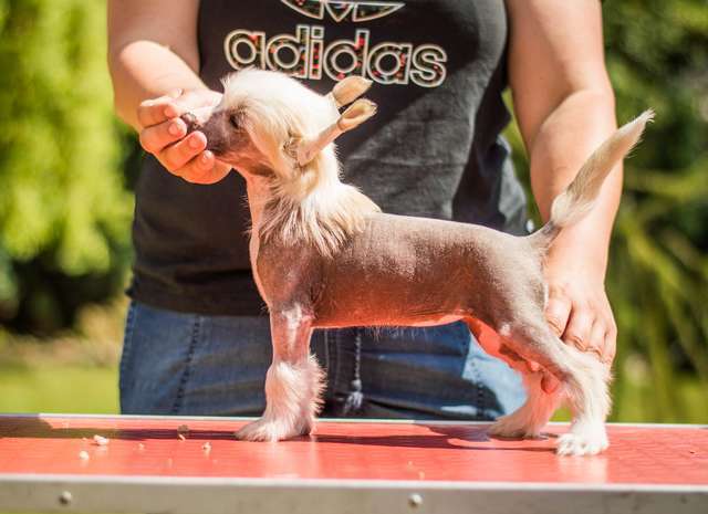 Forseti's Laris Diam