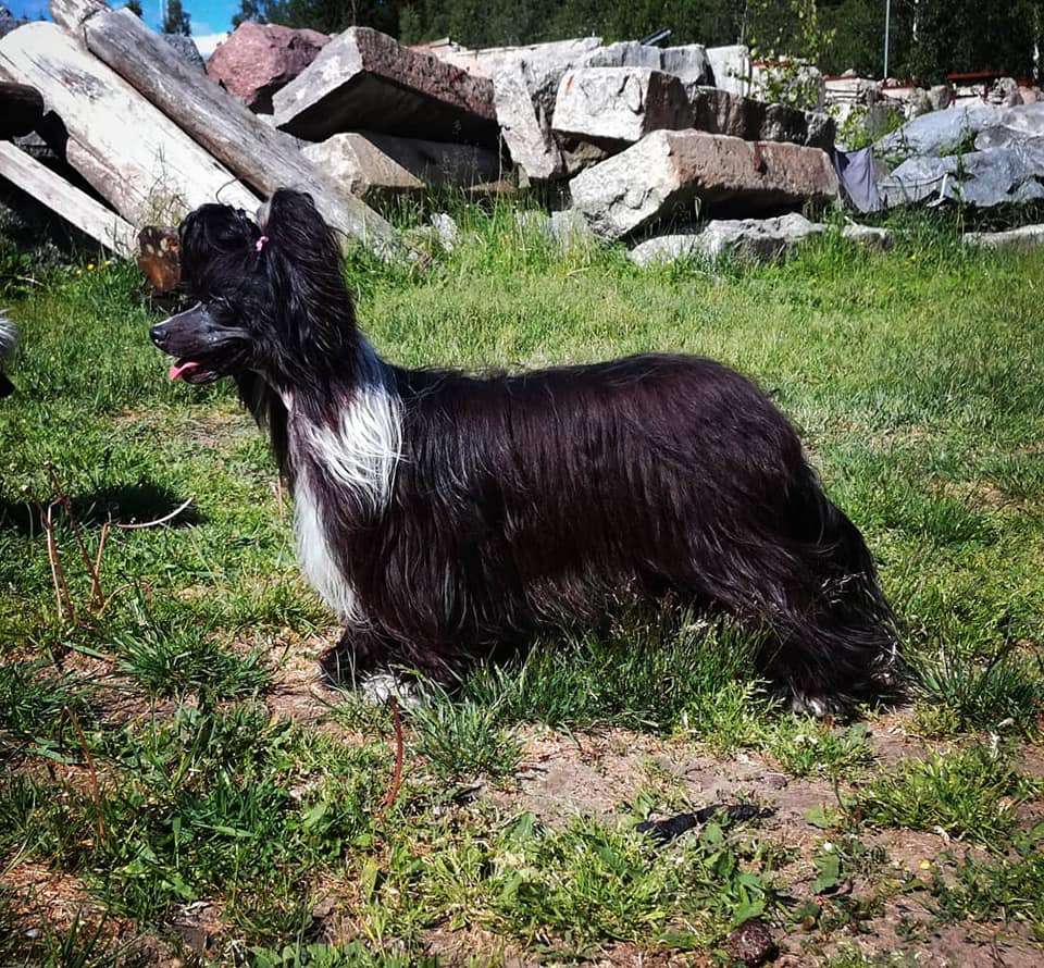 Wish You Were Here Princes de la Roses