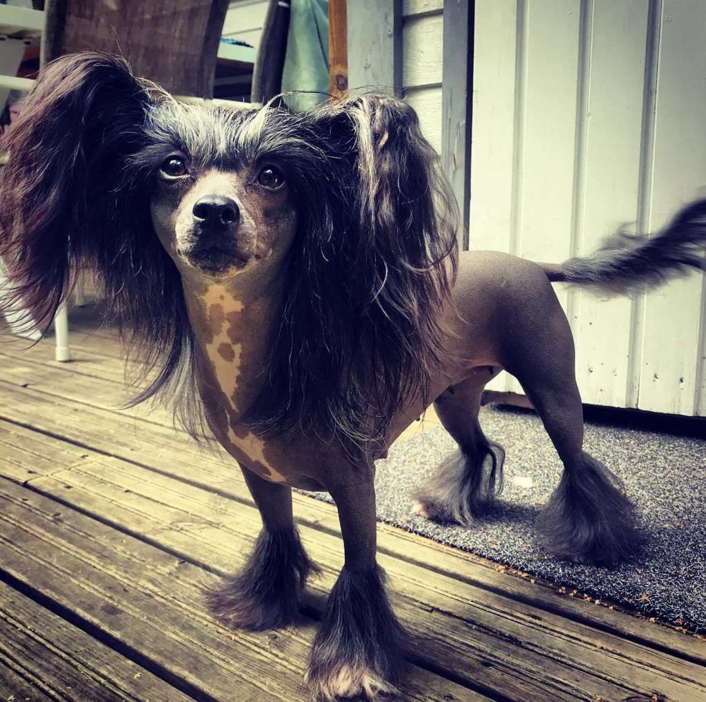 With Love Princes de la Roses